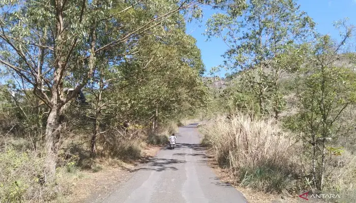 Musim Kemarau Bali: Jangan Bakar Lahan, Awas Angin 35 km/jam!, Jalan pedesaan sempit yang dikelilingi pepohonan dan semak kering, tampak pengendara motor di kejauhan di bawah langit cerah.