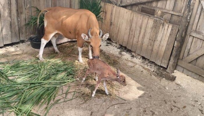 Populasi Langka Bertambah: Anak Banteng Jawa Lahir, Induk banteng Jawa bersama anaknya yang baru lahir di kandang konservasi kayu di Cagar Alam Pananjung, Pangandaran.