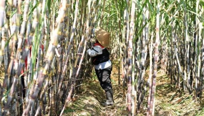 Menuju Swasembada Gula, Petani memakai topi caping berjalan di tengah ladang tebu yang tinggi dan rimbun.