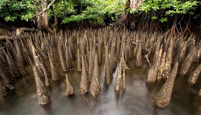 Menggenggam Kehidupan Pesisir, Akar napas mangrove yang tumbuh tegak di perairan pesisir sebagai pelindung alami ekosistem laut.